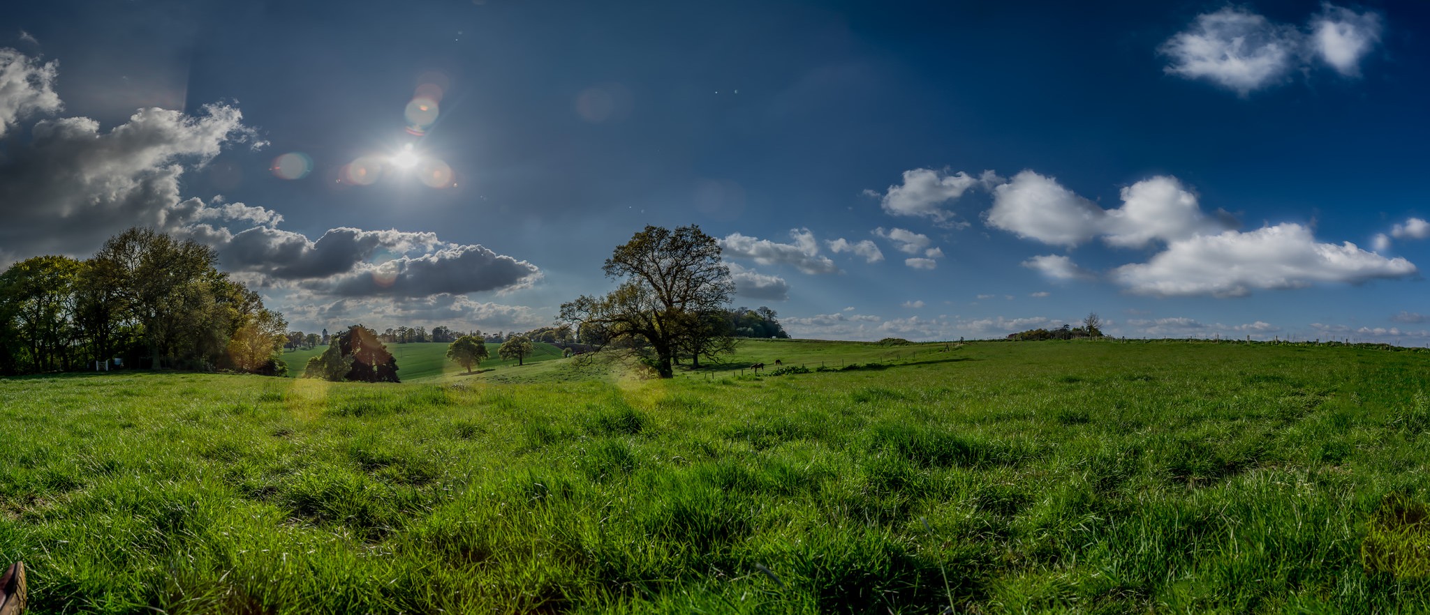 Meadow by Adrian Lausch